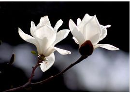 春天开哪些花？茉莉、玉兰