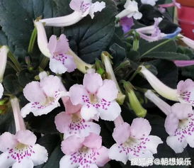 寒风中的花海奇遇