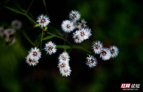 适合校园的花卉景观布置