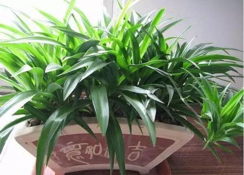 吊兰的起源与习性