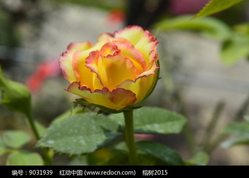 阿班斯月季的花期是啥时候？