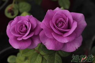 月季花， 我家的小宝贝