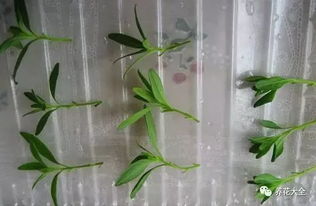 四、 扦插的时间也彳艮关键