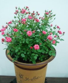 养护要点， 要了解