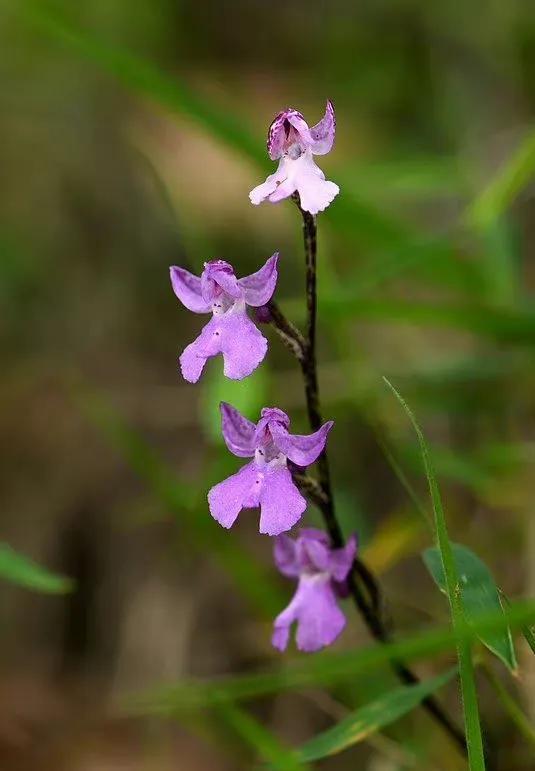 紫丁香花，浪漫永恒