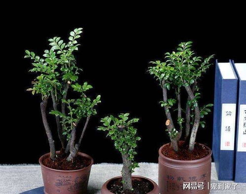 紫檀树种植时需要注意哪些技巧和养护方法