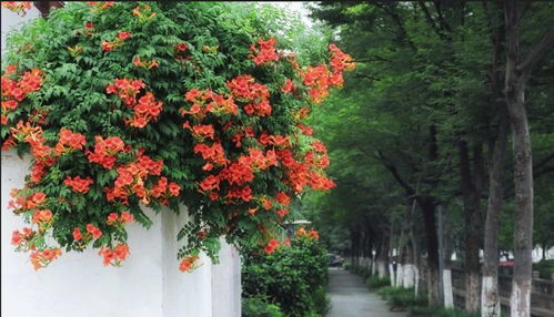 凌霄花种植方法及最佳种植时间是什么