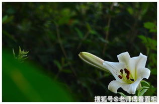 仙客来花语：真挚情感使者