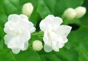 茉莉花冬天绽放，为何选择寒冷季节