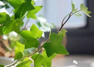 常春藤最佳扦插时间和具体方法是什么