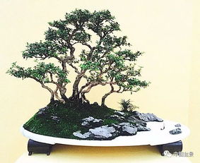 水旱盆景的奇妙之处