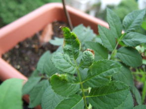 月季花的养护与生活