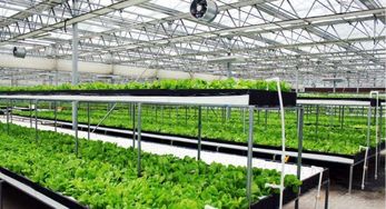 提升花卉品质：揭秘高端花卉生产中的关键技术环节