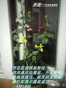 修剪大法， 月季的救命稻草