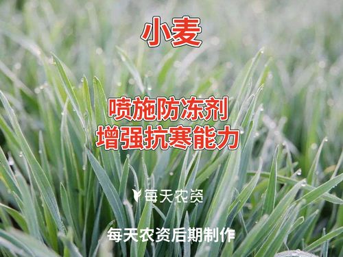 防冻剂的制作与使用