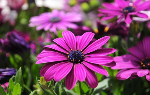 避开误区， 省下60%苗钱