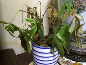 植物对环境的适应