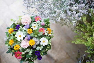 观叶植物的奥秘