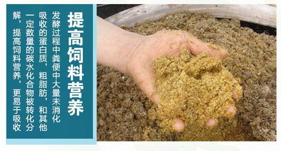 鸡粪在猪饲料中的比例是多少？如何安全有效地使用鸡粪喂猪？