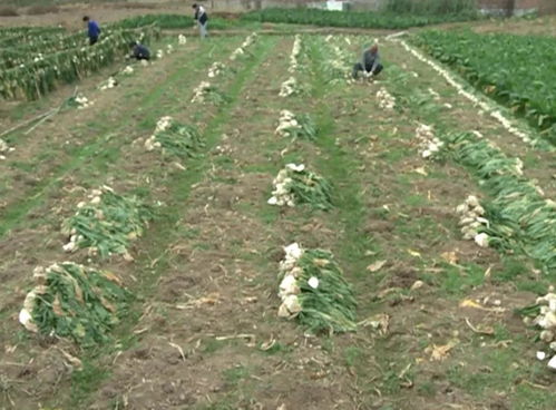 “农村种植致富新宠，这几种植物销路广