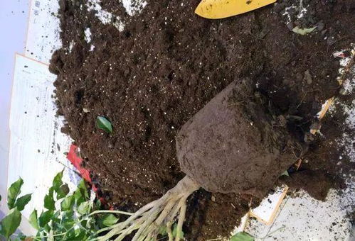 第一招：锯末的神奇力量