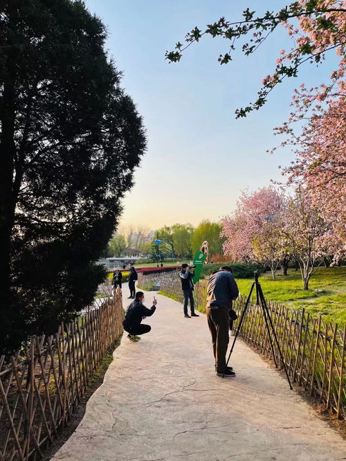 如何区分山桃、碧桃和樱花？