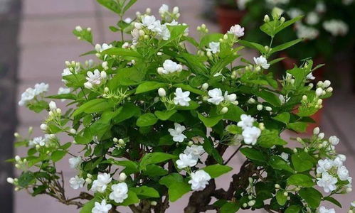 将营养土种花效果好不好？老花匠教你正确用法