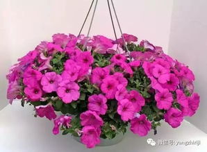 夏季开花植物种类繁多