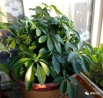 鸭掌木冬季户外生存指南：为何能安然度过寒冷季节？