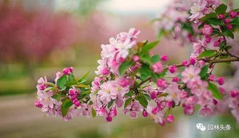 二、 美丽的海棠花
