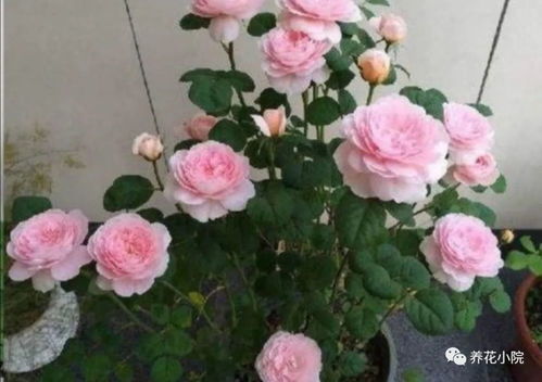 冬季月季怎么剪枝？如何让来年花开更盛
