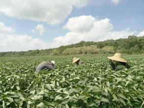 博落回种植黄金档