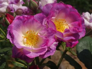 蓝丝带月季， 美丽如丝带般飘扬