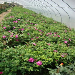 种玫瑰花， 我是这样Zuo的