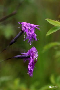 巨型的奇迹：塔黄的生长奥秘