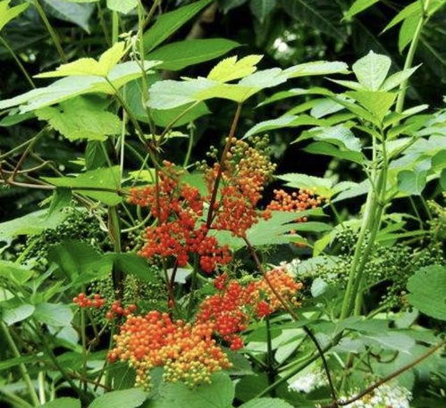 石斛红梗与青梗的详细对比