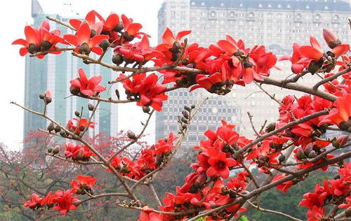 木棉攀枝，为何被称为“花树”