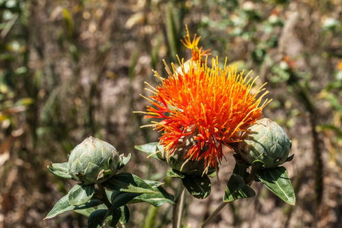 探秘红色植物花卉：泡脚的红花究竟是什么花呢？