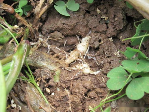 莴笋种植：阿维菌素用还是不用？