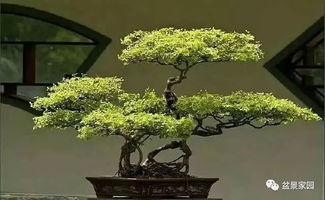 枝条提前晾晒的秘诀