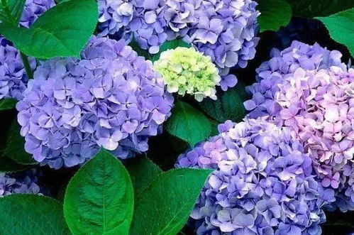 绣球花香型揭秘，安全无害养心花！