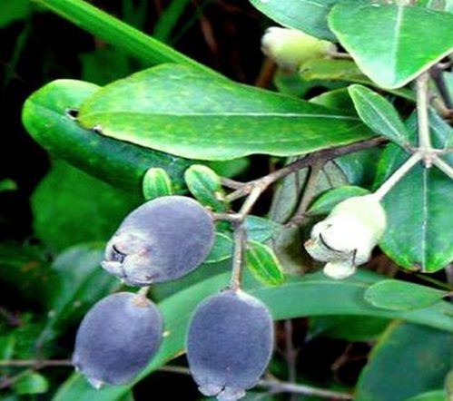 种子味道，闻出来就知道好坏