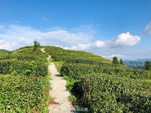 适应海拔高的地方种植， 燕麦草的生长需求