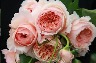 家居装饰新选择：劳拉的饰品月季与劳拉幻想月季