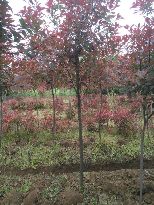 红叶石楠， 品种也分大小