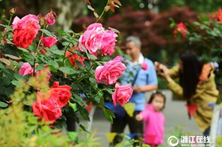 月季盛放， 五一期间的顶流明星