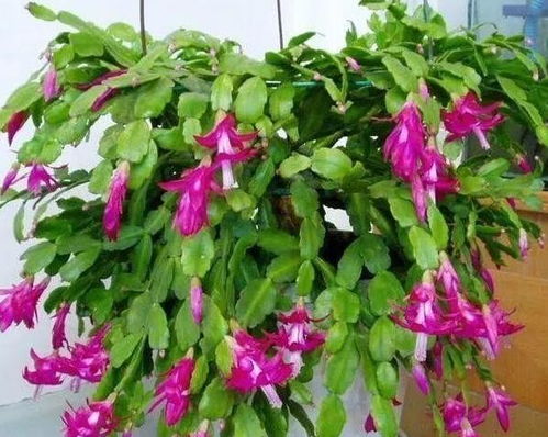 蟹爪兰的生命力与适应性