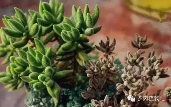 多肉植物徒长，是种怎样的“忧伤”？