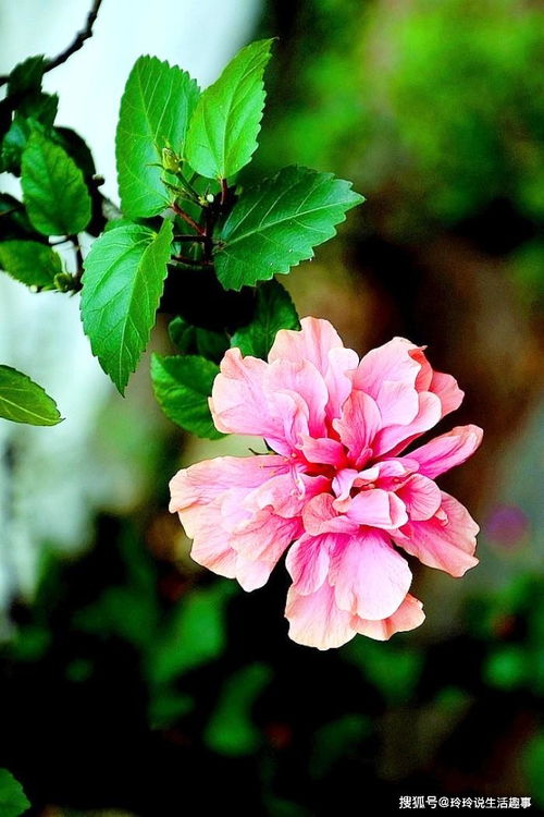 品种的名字趣谈