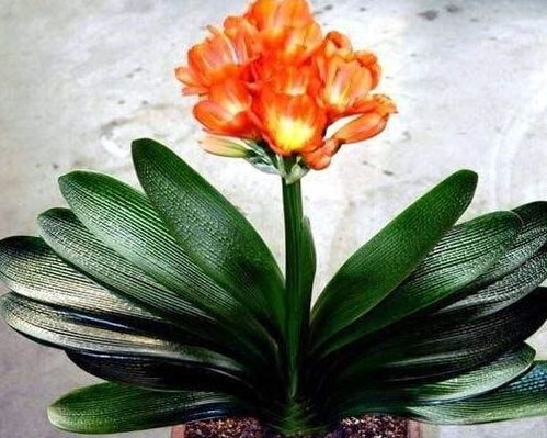 格桑花什么时候种最好？老花匠告诉你正确时间